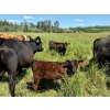 Image 6 : MG Cattle Co. Ltd. - 520# November Delivery Heifer Calves - 60 Head (Sangudo, AB)