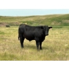 Image 6 : Jamie McMillan - 990# August Delivery Grass Steers - 75 Head (Elkwater, AB)