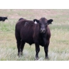 Image 4 : Wintering Hills Colony - 750# October Delivery Steer Calves - 80 Head (Hussar, AB)