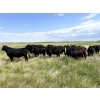 Image 2 : Windy Ridge Ranch - 850# September Delivery Grass Heifers - 70 Head (Elrose, SK)