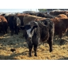 Image 7 : Jeff McMillan - 970# Sept/Oct Delivery Grass Heifers - 120 Head (Marquette, MB)