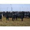 Image 2 : Pakowki Ranching Co. Ltd.  - 10 Black Heifers (Pen 301 - 303)