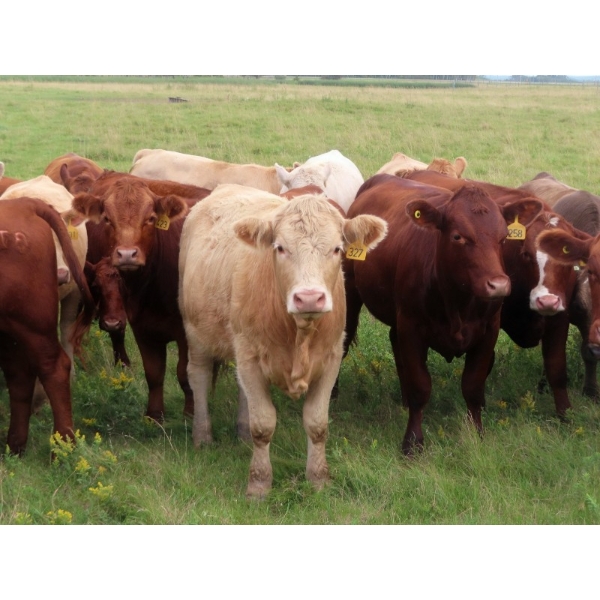 Taylor Enterprises Inc. - 900# September Delivery Grass Heifers - 134 Head (Wawota, SK)