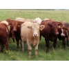 Image 1 : Taylor Enterprises Inc. - 900# September Delivery Grass Heifers - 134 Head (Wawota, SK)
