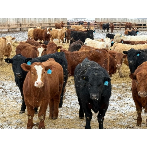 Ugly Head Feeders - 840# April Delivery Steers - 75 Head (Killam, AB)