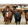 Image 1 : Ugly Head Feeders - 840# April Delivery Steers - 75 Head (Killam, AB)