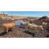 Image 10 : Cattlewood Farms Ltd. - 670# July Delivery Heifers - 87 Head (Fincastle, AB)