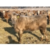 Image 5 : Darcy, Colton & Blake Reinhardt - 850# February Delivery Heifers - 145 Head (Redland, AB)
