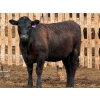 Image 16 : PSV Farms Ltd. - 880# May Delivery Heifers - 32 Head (Enchant, AB)