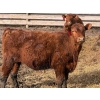 Image 11 : 9X Enterprises - 740# April Delivery Steers - 65 Head (Millicent, AB)