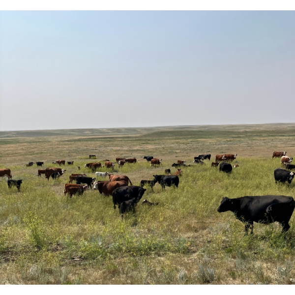 Chris & Wendy Schmaltz - 510# October Delivery Steer Calves - 118 Head (McCord, SK)