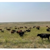 Image 1 : Chris & Wendy Schmaltz - 510# October Delivery Steer Calves - 118 Head (McCord, SK)