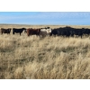 Image 3 : Block's Ranching Ltd. - 760# November Grass Steers - 71 Head (Abbey, SK)