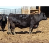 Image 7 : Leib Farm & Ranch Ltd. - 15 Black Angus/Black Angus X Bred Cows (Southey, SK)