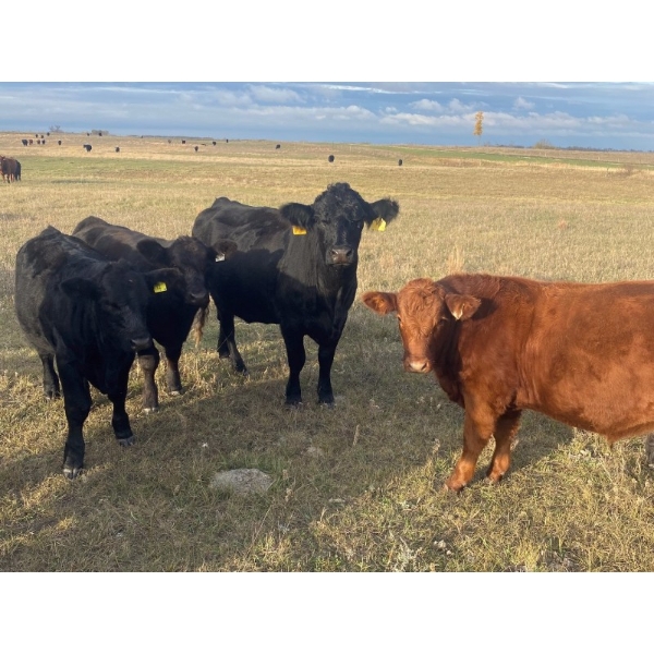 Tim & Gary McCannell - 740# October Delivery Steer Calves - 120 Head (Pierson, MB)