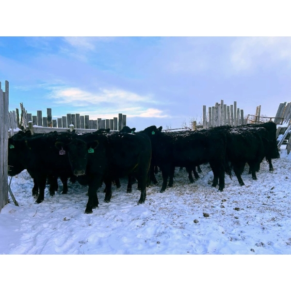 TS Stock Farm Ltd. - 25 Black/Black X Spring Calving Bred Heifers (Mullingar, SK)