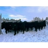 Image 1 : TS Stock Farm Ltd. - 25 Black/Black X Spring Calving Bred Heifers (Mullingar, SK)