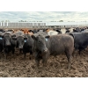 Image 10 : Chipping Hill Cattle Co. - 1000# September Delivery Steers - 120 Head (MacGregor, MB)