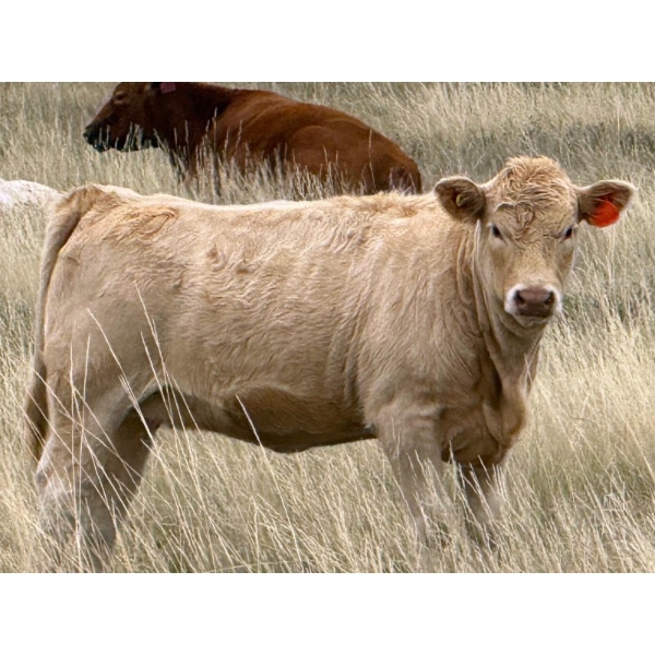 Jean Lamson - 575# October Delivery Heifer Calves - 100 Head (Hanna, AB)