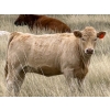 Image 1 : Jean Lamson - 575# October Delivery Heifer Calves - 100 Head (Hanna, AB)
