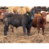Image 5 : Chipping Hill Cattle Co. - 1050# May Delivery Steers - 174 Head (MacGregor, MB)
