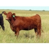 Image 9 : 20/20 Ranching Ltd. - 900# September Delivery Grass Heifers - 210 Head (Midale, SK)