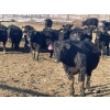 Image 4 : Hogg Family Farm - 790# January Delivery Steers - 75 Head (Huxley, AB)