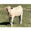 Image 10 : Bar 33 Ranch - 540# November Heifer Calves - 80 Head (Strathmore, AB)