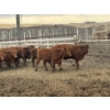 Image 5 : Lobo Ranching Ltd. - 763# May Delivery Heifers - 42 Head (Madden, AB)