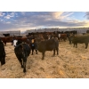 Image 4 : L & J Ranch - 730# January Delivery Heifers - 27 Head (Harptree, SK)