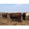 Image 3 : Dietrich Farms - 1075# June Delivery Steers - 170 Head (Mendham, SK)