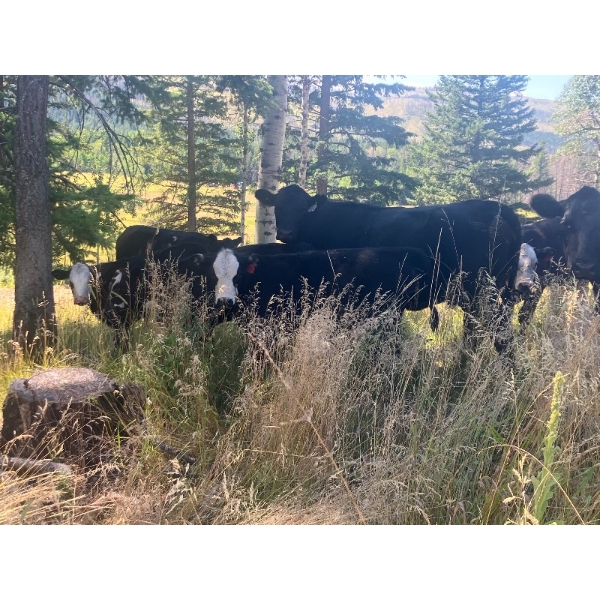 Larry & Eric Buff - 620# November Delivery Steer Calves - 100 Head (Westwold, BC)