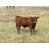 Image 10 : Evans Family (Gary, Carla & Keith) - 630# November Delivery Steer Calves - 95 Head (Bassano, AB)