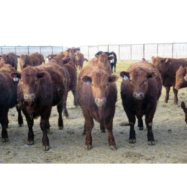 Resch Ranch - 980# March Delivery Steers - 126 Head (Leader, SK) VBP+