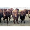 Image 1 : Resch Ranch - 980# March Delivery Steers - 126 Head (Leader, SK) VBP+