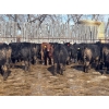 Image 6 : Wade Fewings - 880# March/April Delivery Steers - 68 Head (Pierson, MB) VBP+