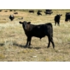 Image 10 : Rommens Farm Ltd. - 575# October Delivery Steer Calves - 65 Head (Brooks, AB)