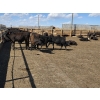 Image 7 : SVM Farms - 590# May Delivery Steers - 87 Head (Vauxhall, AB)