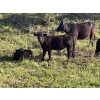 Image 4 : Cutting Edge/Holtry Creek - 540# November Delivery Heifer Calves - 110 Head (100 Mile House, BC)