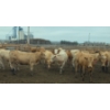 Image 4 : Amber Mountain Farms - 685# July Delivery Heifers - 87 Head (Vauxhall, AB)