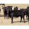 Image 7 : Spring View Ranch Ltd. - 530# October Heifer Calves - 50 Head (Beaubier, SK)