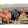 Image 5 : Elkwater Farming Co. - 1000# May Delivery Steers - 186 Head (Irvine, AB)