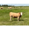 Image 3 : Kirk Goldsmith - 1030# August Delivery Grass Steers - 116 Head (Veteran, AB)