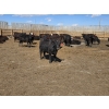Image 8 : SVM Farms - 590# May Delivery Steers - 87 Head (Vauxhall, AB)