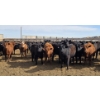 Image 9 : M.S. MacLean Livestock - 10 BBF/RBF/Red Replacement Heifers (Coaldale, AB)