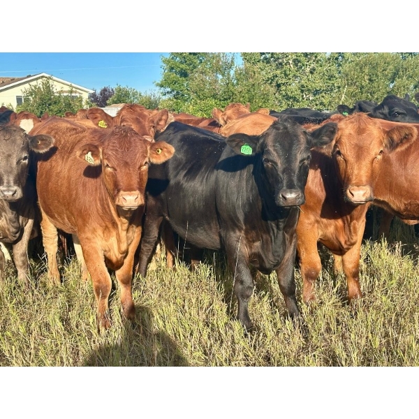 Valley View Ranch - 945# September Delivery Grass Heifers - 58 Head (Strathmore, AB)