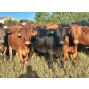 Image 1 : Valley View Ranch - 945# September Delivery Grass Heifers - 58 Head (Strathmore, AB)