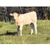 Image 4 : Reilly Lake Ranching - 930# February Delivery Weaned Steers - 65 Head (Lloydminster, AB)