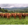Image 6 : Crystal Lake Ranch - 875# July Delivery Steers - 70 Head (Malakwa, BC)