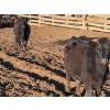 Image 18 : Alan Fridlington - 730# May Delivery Heifers - 162 Head (Kersley, BC)